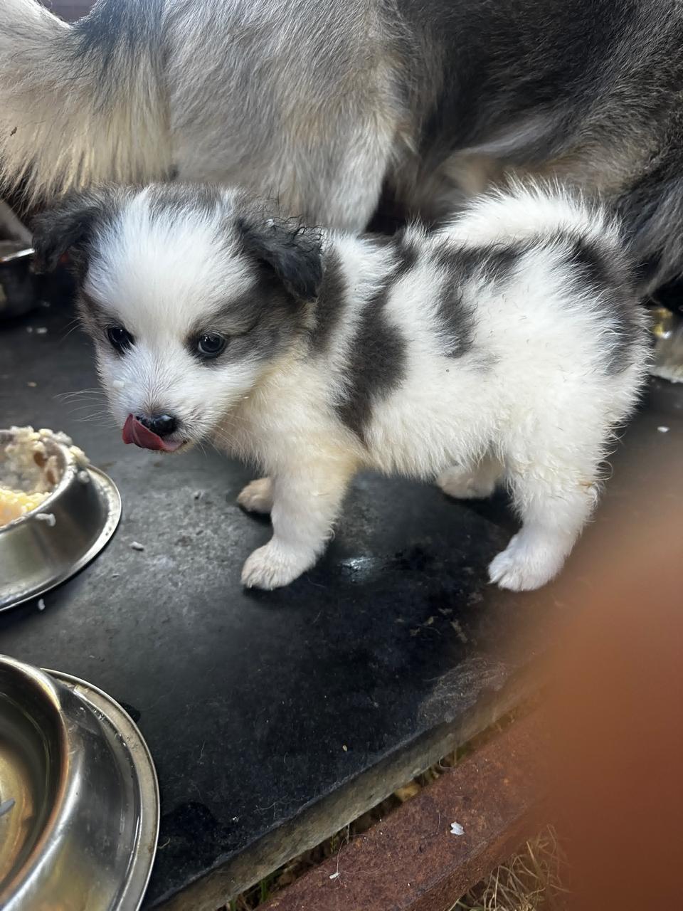 Pomeranian Puppys